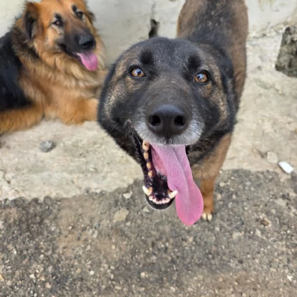 Splendida simil Pastore del Caucaso - CARRIE | Foto 3