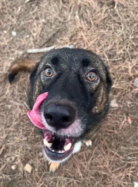 Splendida simil Pastore del Caucaso - CARRIE