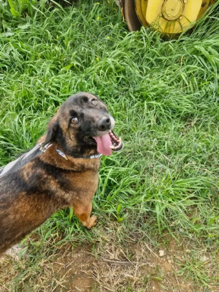 Splendida simil Pastore del Caucaso - CARRIE | Foto 1