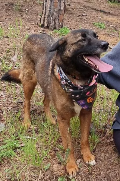 Splendida simil Pastore del Caucaso - CARRIE | Foto 0