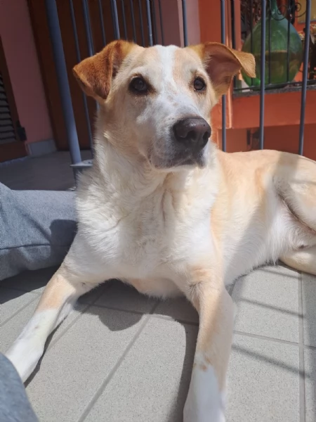 Splendido meticcio - CHARLIE | Foto 6