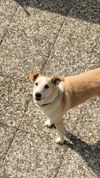 Splendido meticcio - CHARLIE | Foto 5