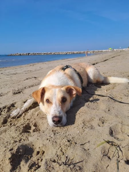 Splendido meticcio - CHARLIE | Foto 4