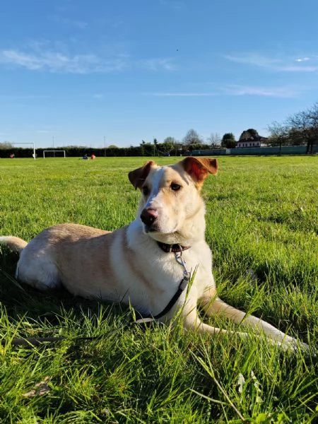 Splendido meticcio - CHARLIE | Foto 3