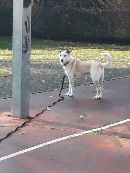 Splendido meticcio - CHARLIE | Foto 2