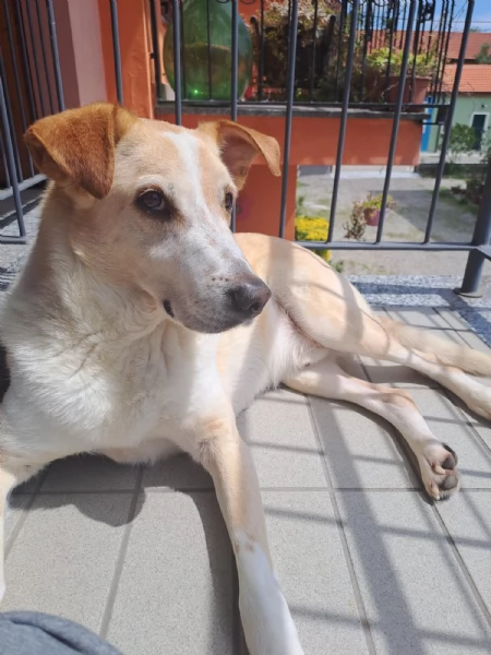 Splendido meticcio - CHARLIE | Foto 1