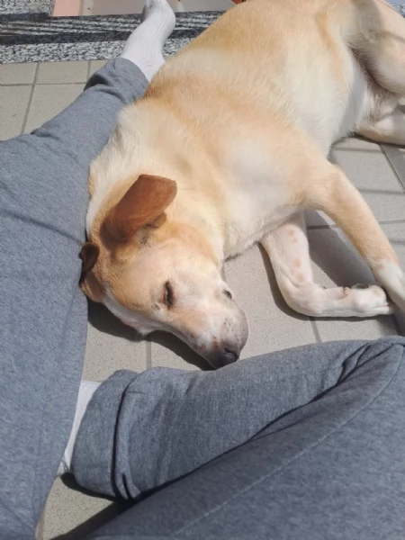 Splendido meticcio - CHARLIE | Foto 0