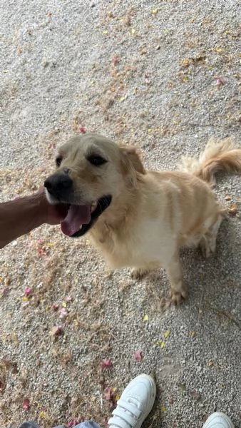 Splendido Golden Retreiver - CASPER