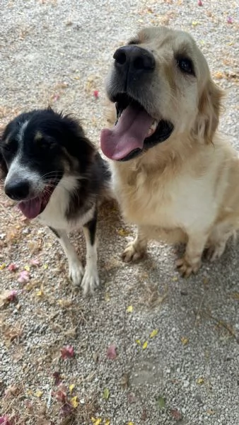 Splendido Golden Retreiver - CASPER | Foto 6
