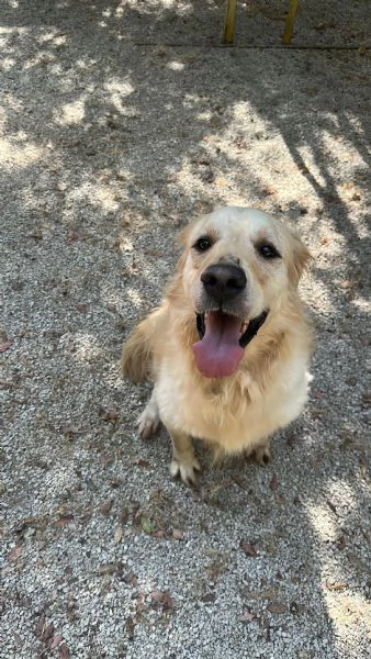 Splendido Golden Retreiver - CASPER | Foto 4