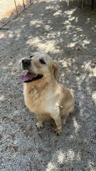 Splendido Golden Retreiver - CASPER | Foto 3