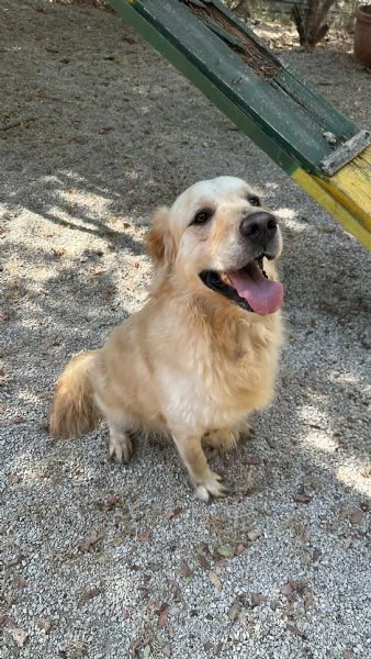 Splendido Golden Retreiver - CASPER | Foto 2