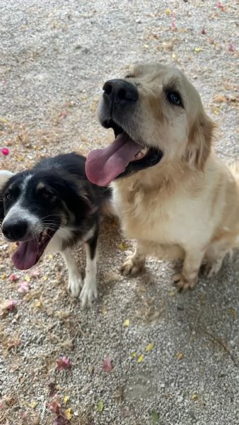 Splendido Golden Retreiver - CASPER | Foto 1