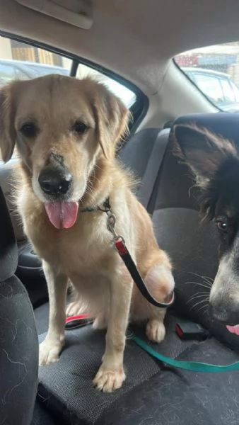 Splendido Golden Retreiver - CASPER | Foto 0