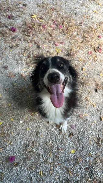 Splendida Border Collie - MILA
