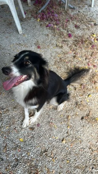Splendida Border Collie - MILA | Foto 5