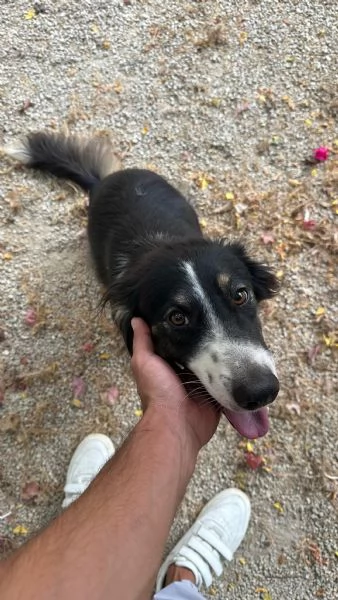 Splendida Border Collie - MILA | Foto 4