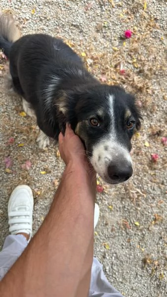 Splendida Border Collie - MILA | Foto 3