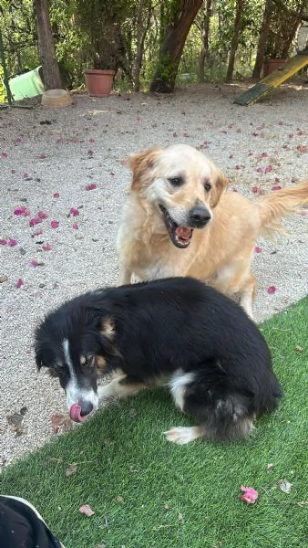 Splendida Border Collie - MILA | Foto 2