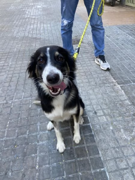 Splendida Border Collie - MILA | Foto 0