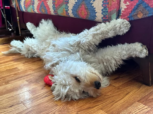 SPlendido barboncino - FLUFFY | Foto 6