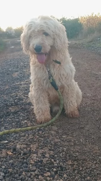 SPlendido barboncino - FLUFFY