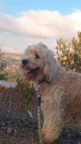 SPlendido barboncino - FLUFFY | Foto 5