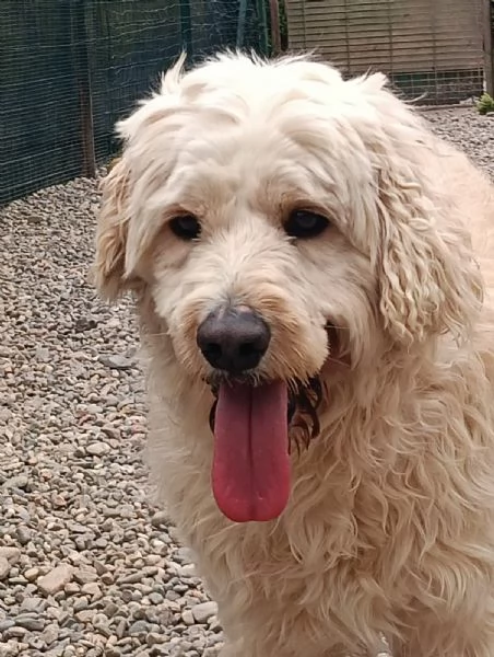  FLUFFY, simil lagotto | Foto 4