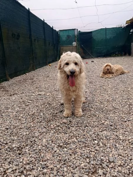  FLUFFY, simil lagotto | Foto 3
