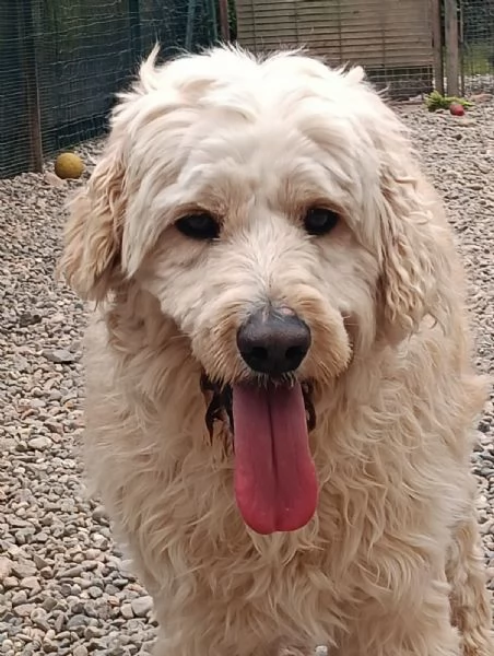  FLUFFY, simil lagotto
