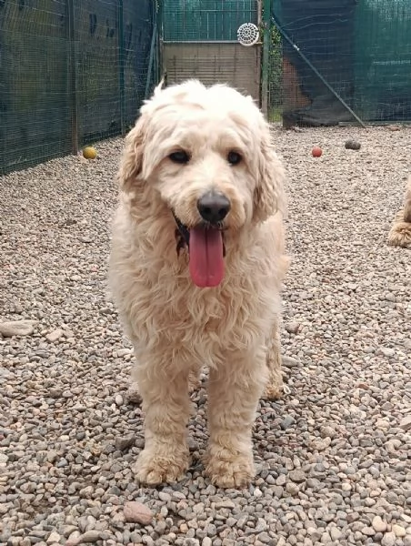  FLUFFY, simil lagotto | Foto 2
