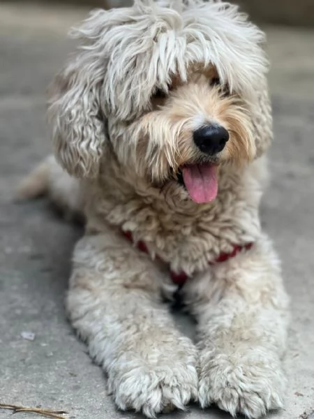  FLUFFY, simil lagotto | Foto 1