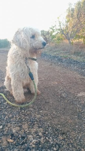 SPlendido barboncino - FLUFFY | Foto 3