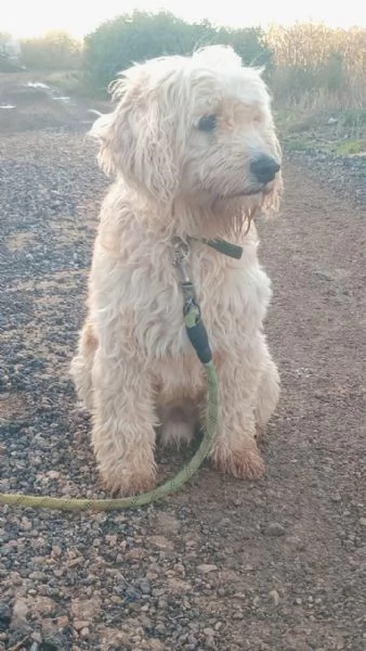 SPlendido barboncino - FLUFFY | Foto 2