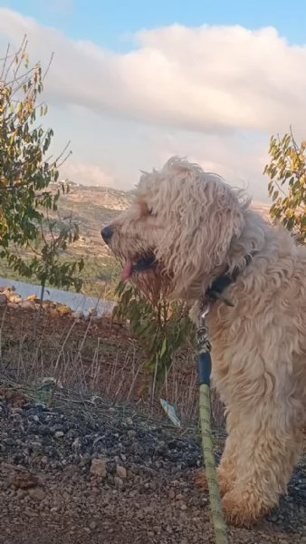 SPlendido barboncino - FLUFFY | Foto 1