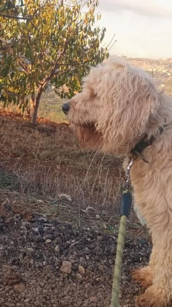 SPlendido barboncino - FLUFFY | Foto 0