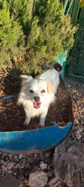 Cooki, tenero e affettuoso simil volpino | Foto 4