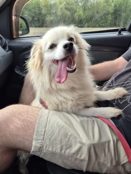 Cooki, tenero e affettuoso simil volpino