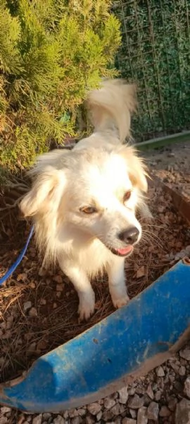 Splendido simil volpino - COOKI | Foto 4