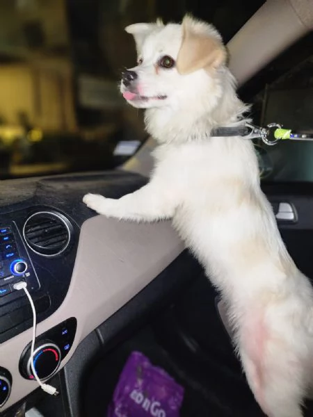 Splendido simil volpino - COOKI