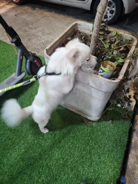 Splendido simil volpino - COOKI | Foto 3