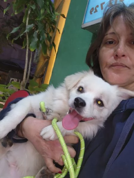 Splendido simil volpino - COOKI | Foto 2