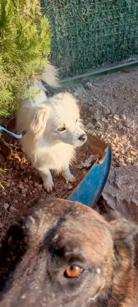 Splendido simil volpino - COOKI | Foto 1