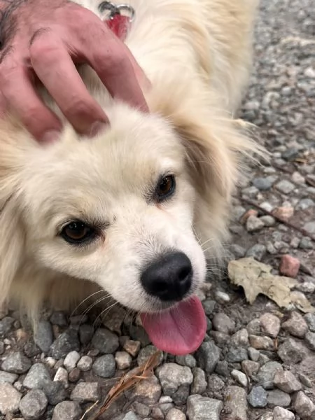 Cooki, tenero e affettuoso simil volpino
