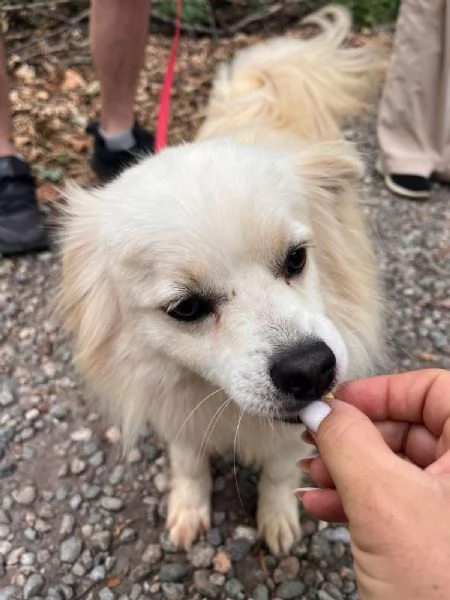 Cooki, tenero e affettuoso simil volpino | Foto 0
