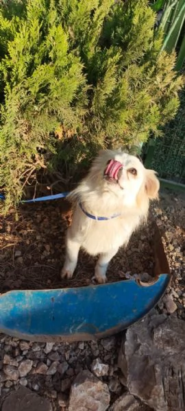 Splendido simil volpino - COOKI | Foto 0