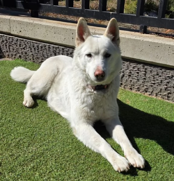 Splendida Simil Pastore Svizzero - SNOW | Foto 6