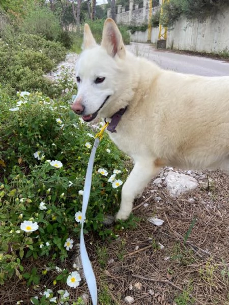 Splendida Simil Pastore Svizzero - SNOW | Foto 5