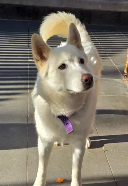 Splendida Simil Pastore Svizzero - SNOW