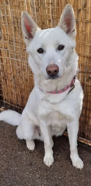 Splendida Simil Pastore Svizzero - SNOW | Foto 4